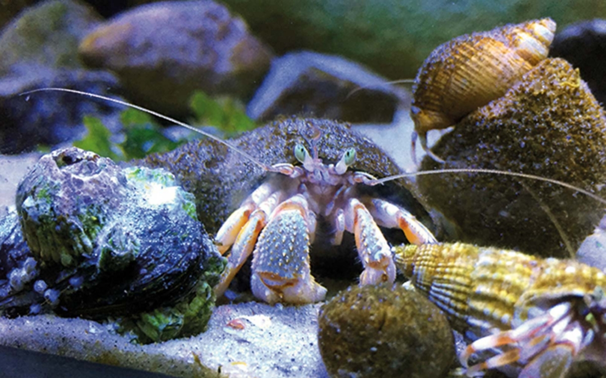 Nordsee-Aquarium - Vorschaubild